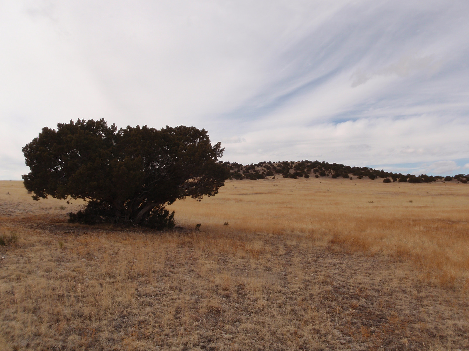 Wagon Mound Ranch New Mexico Land Conservancy