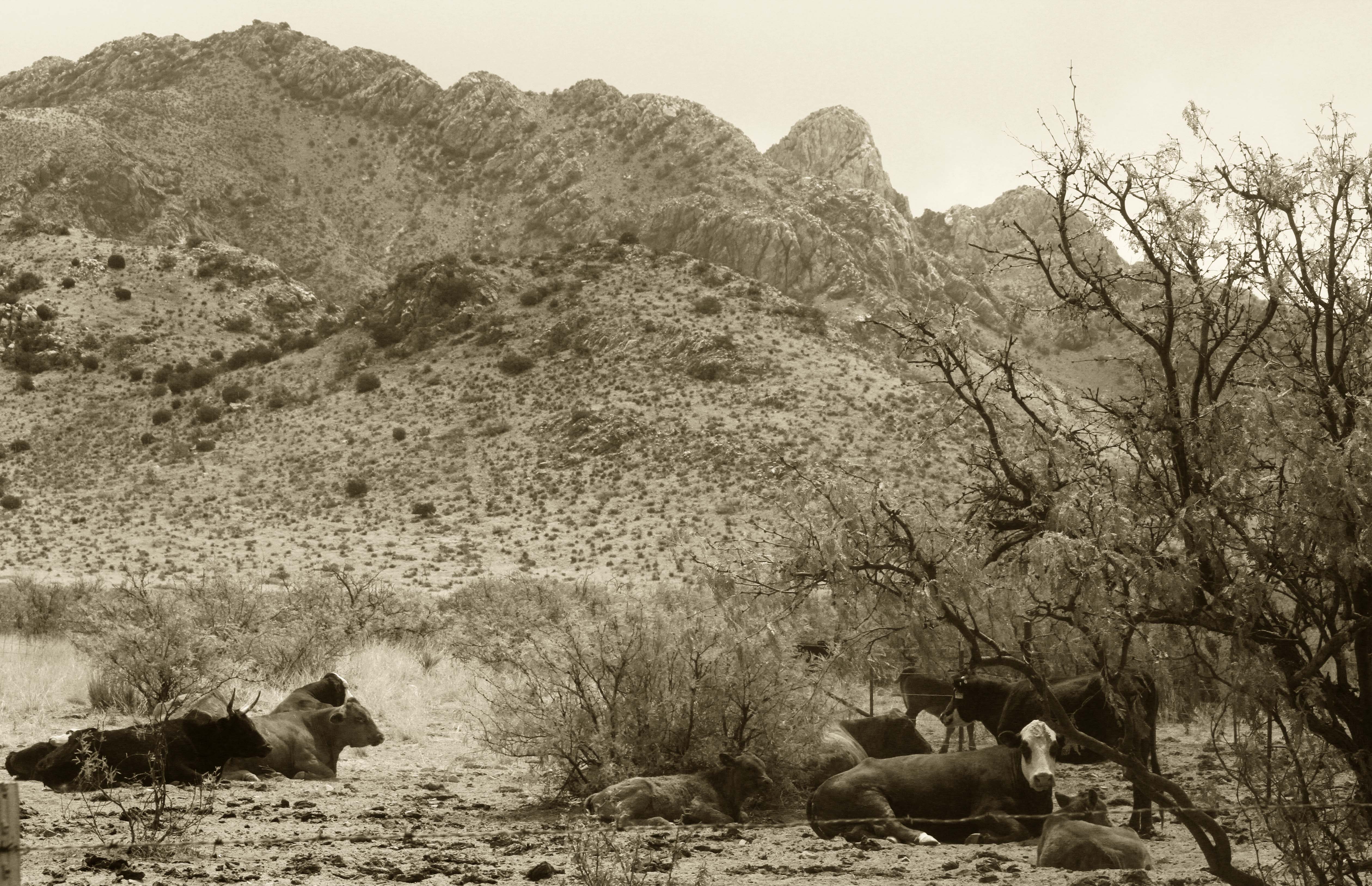 Cienega Ranch New Mexico Land Conservancy