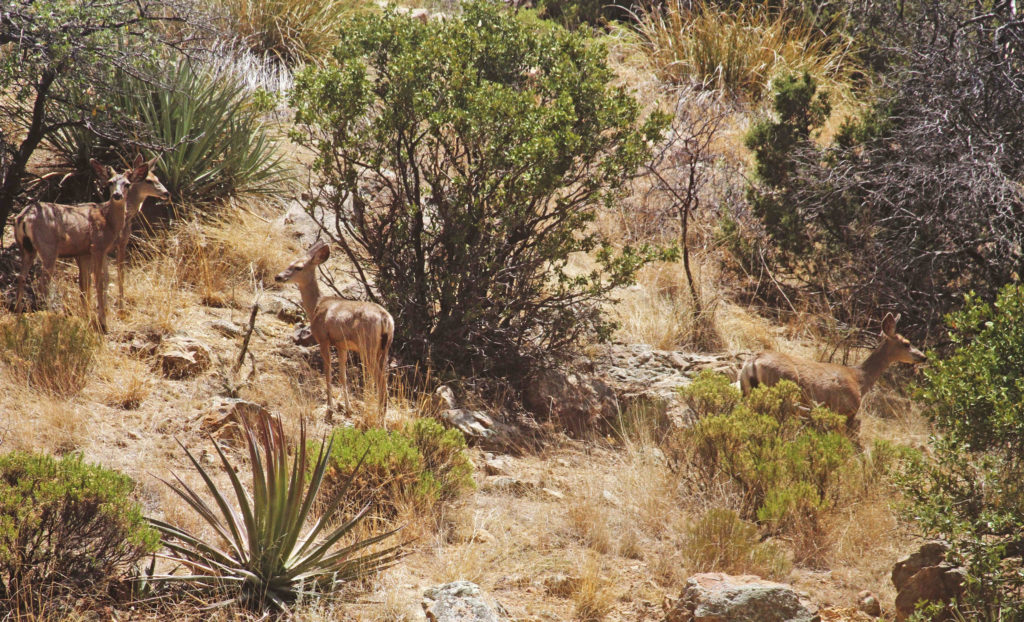 Land For Sale La Cienega Nm
