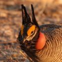 A ‘Lek Up’ For The Lesser Prairie Chicken In New Mexico!