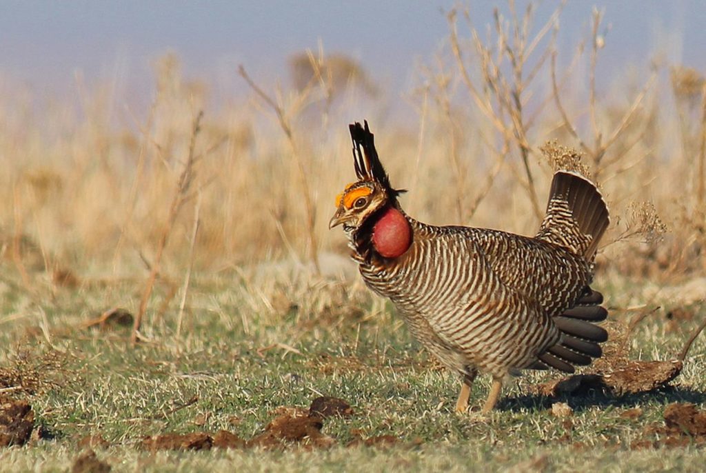 A ‘Lek up’ for the Lesser Prairie Chicken in New Mexico! – New Mexico ...