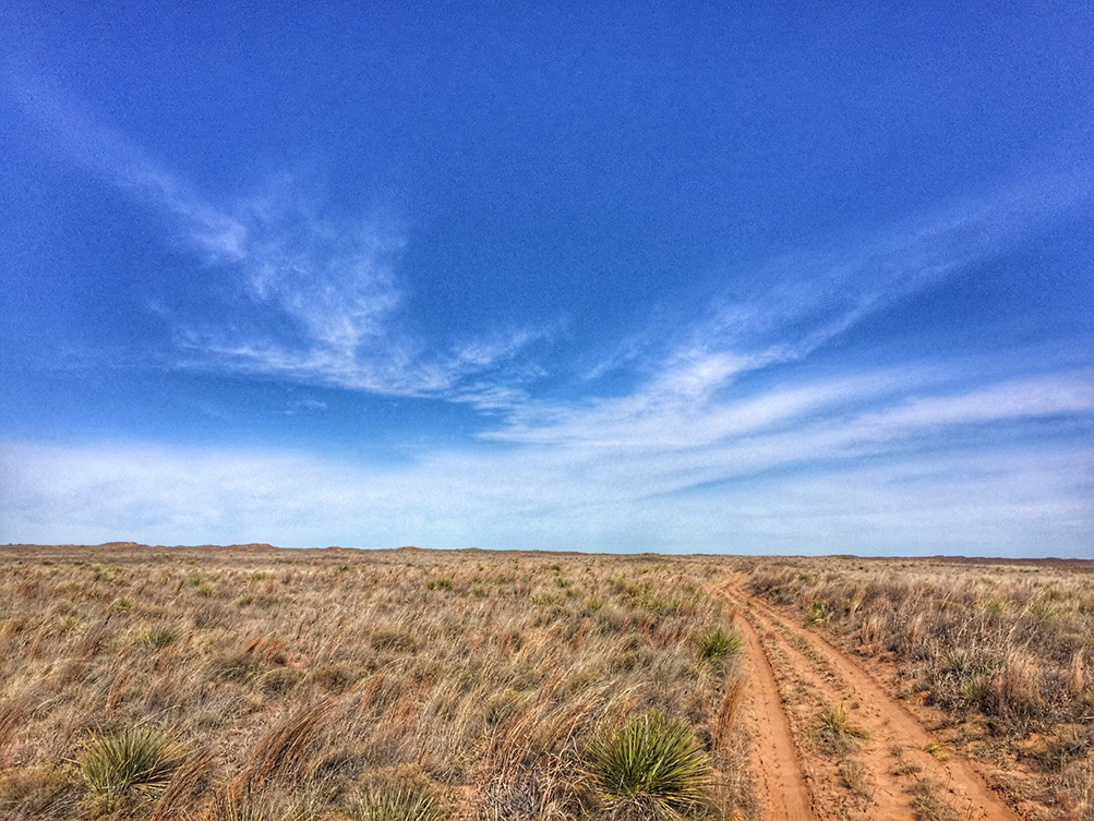 A ‘Lek up’ for the Lesser Prairie Chicken in New Mexico! – New Mexico ...