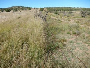 Ramos Ranch (formerly Ranney Ranch) – New Mexico Land Conservancy