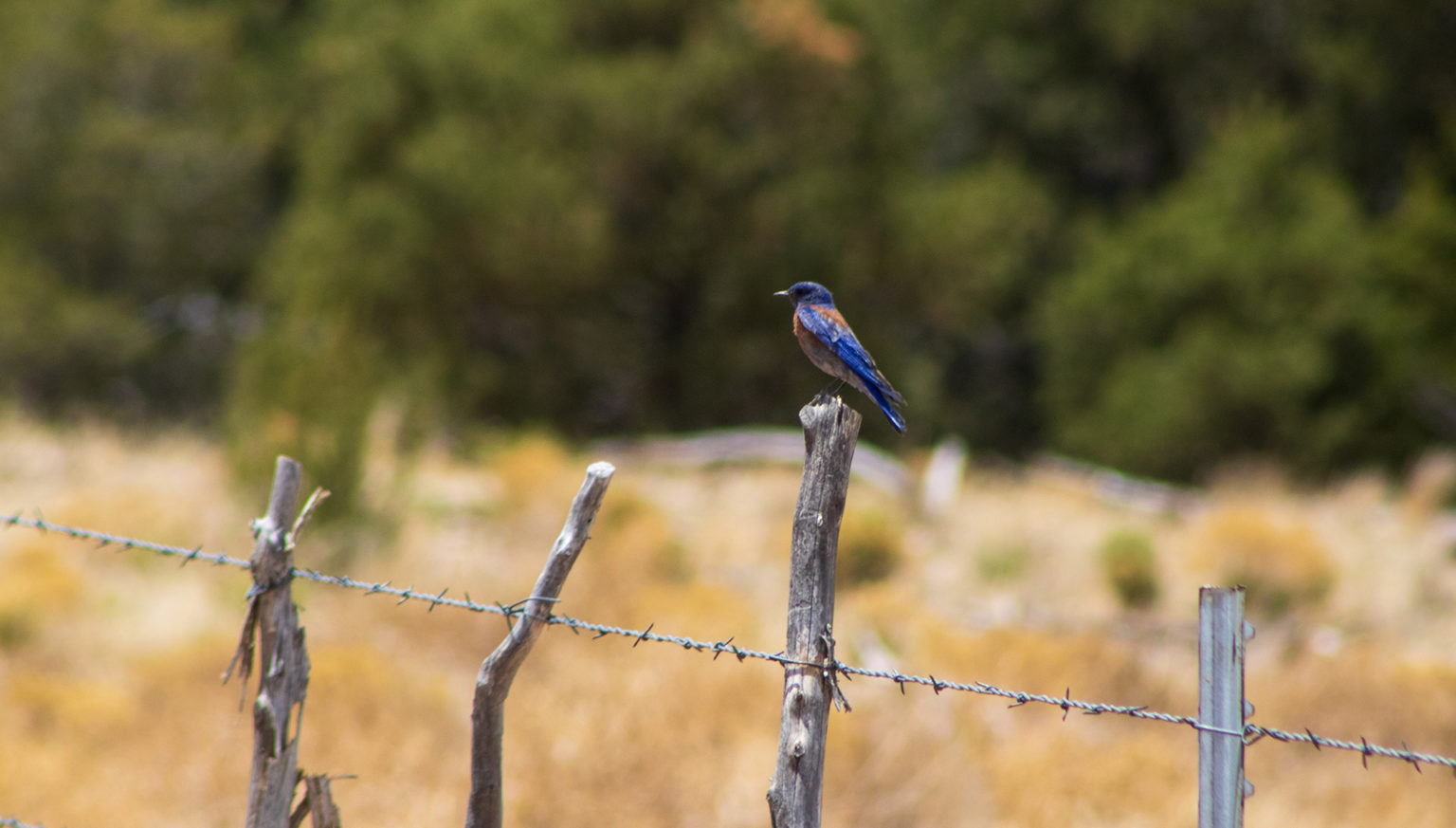 Deer Canyon Preserve New Mexico Land Conservancy